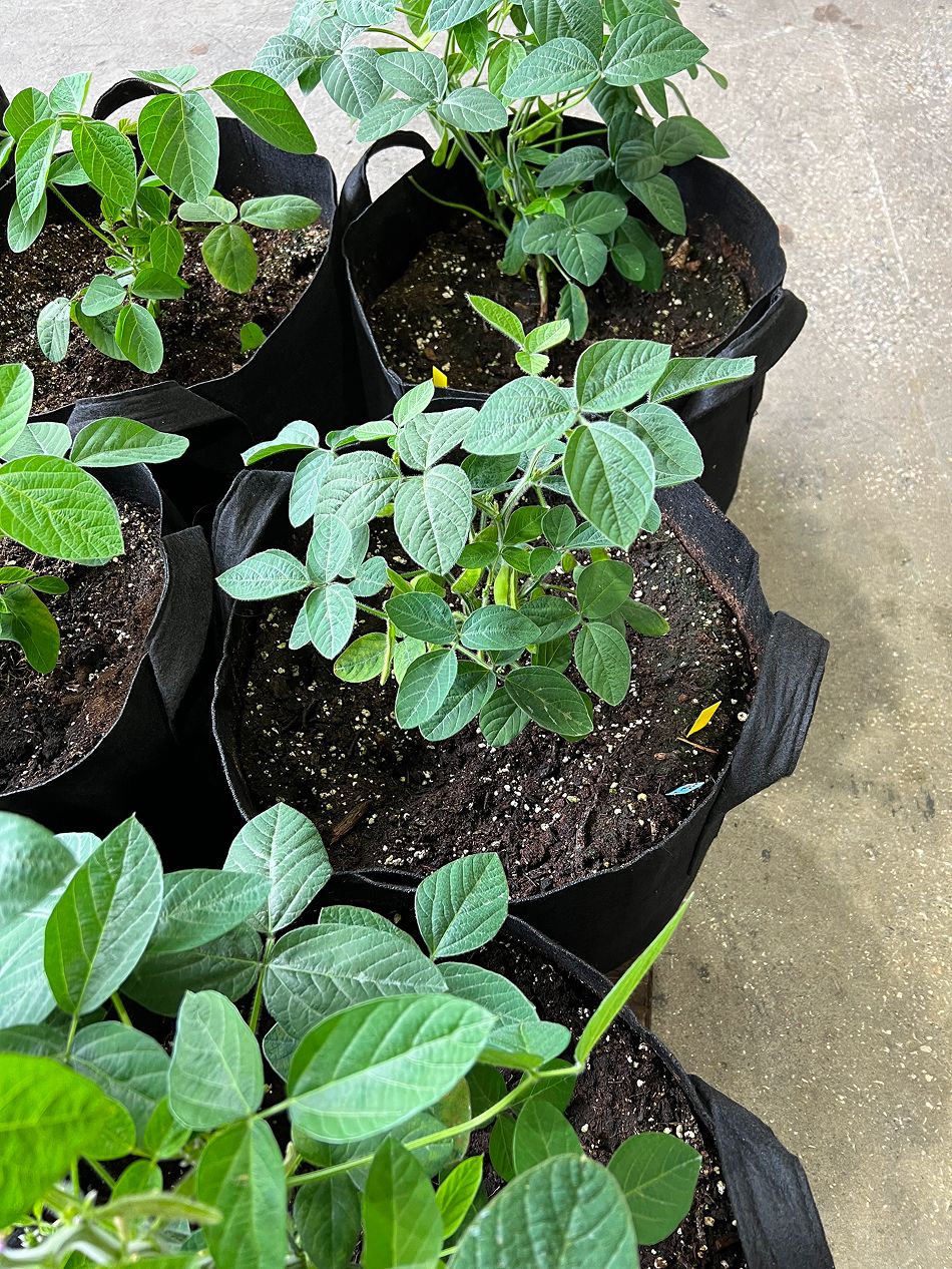 Close-up of young green plants thriving in black fabric grow bags.