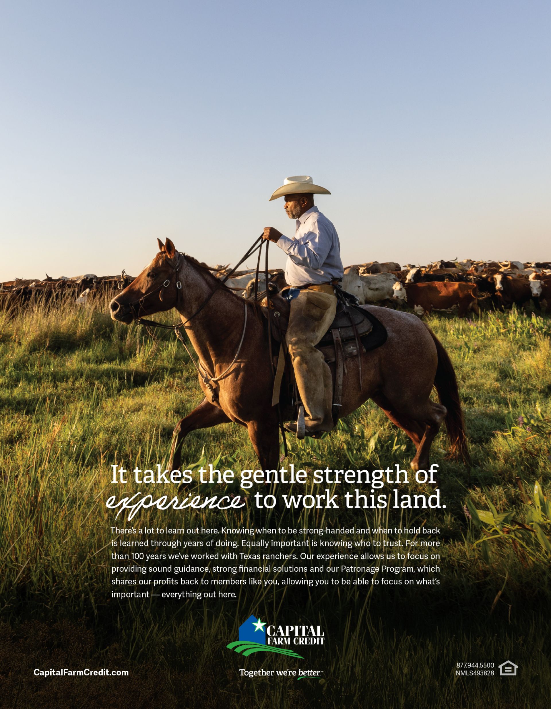 Cowboy on a dappled horse riding through a grassy field with cattle, headline: It takes the gentle strength of experience to work this land.
