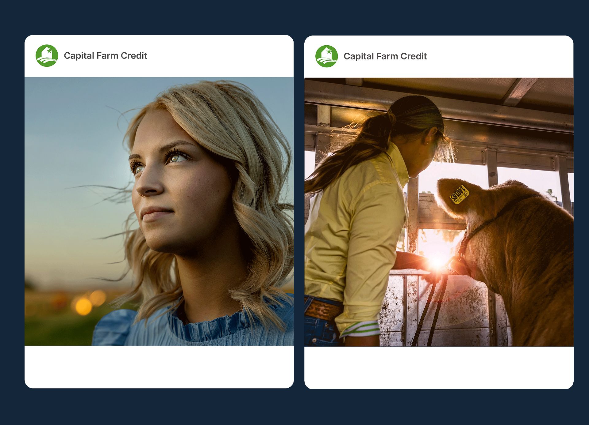 Capital Farm Credit marketing cards: portrait of a silhouette of a woman in a field and a person tending to a calf in a livestock trailer.