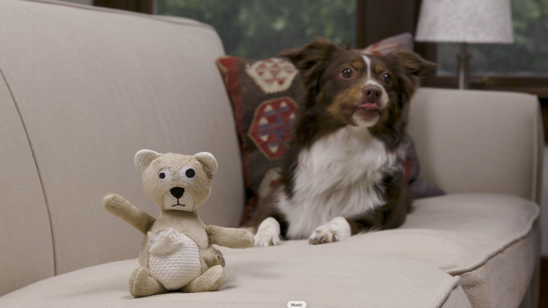 Australian Shepherd dog with tongue out on a beige couch, with a worn teddy bear toy with a torn chest on the cushion beside it